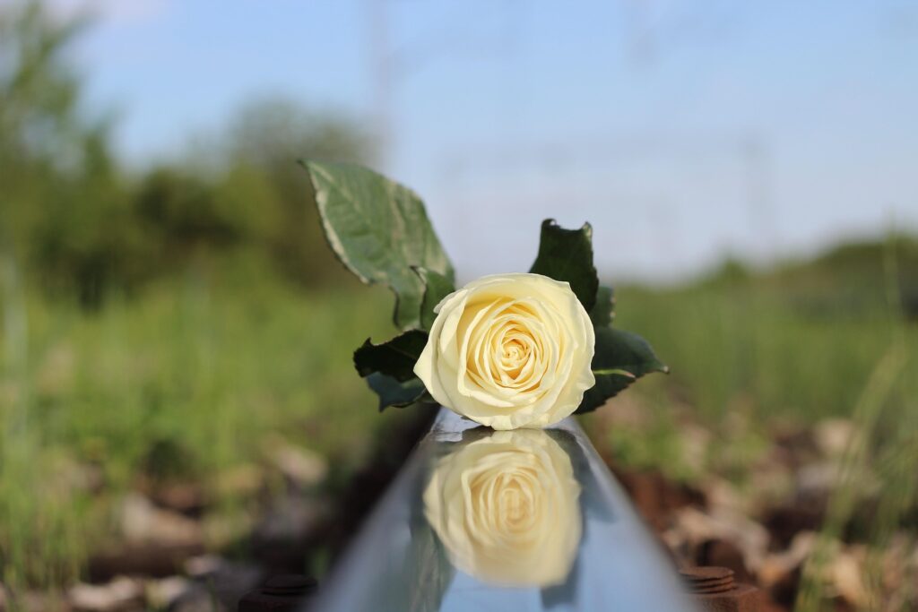 Rosa bianca. Photo free da Pixabay
